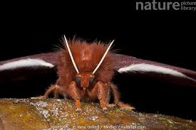 Attēlu rezultāti vaicājumam “Saturniidae”