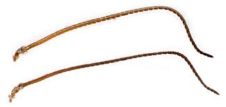 Attēlu rezultāti vaicājumam “Crambus hamella”