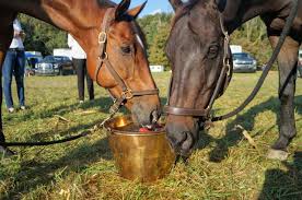 Image result for Lower Farm Stables