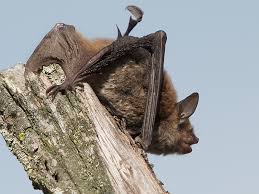 Attēlu rezultāti vaicājumam “Myotis dasycneme”