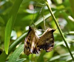 Attēlu rezultāti vaicājumam “Pararge aegeria upperside”