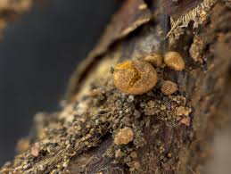 Attēlu rezultāti vaicājumam “Trichia contorta”