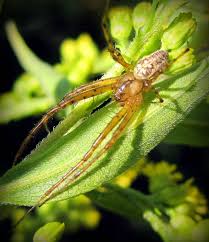 Attēlu rezultāti vaicājumam “Metellina segmentata”