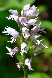 Attēlu rezultāti vaicājumam “Orchis militaris leaf”