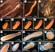 Attēlu rezultāti vaicājumam “Enteridium variabile”