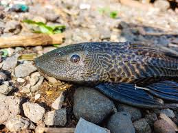 Image result for Cycleptus elongatus