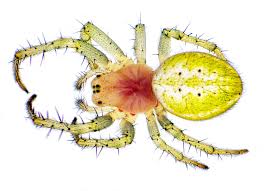 Attēlu rezultāti vaicājumam “Araniella”