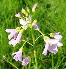 Attēlu rezultāti vaicājumam “Cardamine pratensis flower”