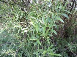 Attēlu rezultāti vaicājumam “Salix triandra”