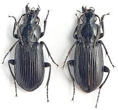 Attēlu rezultāti vaicājumam “Pterostichus sp.”