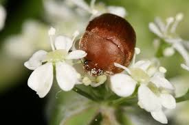 Attēlu rezultāti vaicājumam “Cychramus luteus”