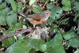 Attēlu rezultāti vaicājumam “Carduelis cannabina”
