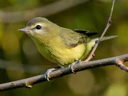 Image result for Vireo philadelphicus