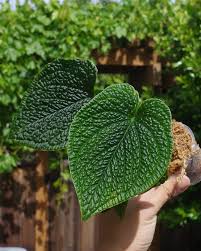 Attēlu rezultāti vaicājumam “Exobasidium splendidum”