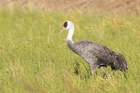 Attēlu rezultāti vaicājumam “Grus grus adult”