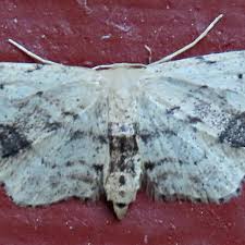 Attēlu rezultāti vaicājumam “Idaea dimidiata”