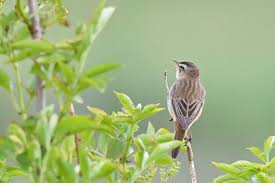 Attēlu rezultāti vaicājumam “Acrocephalus schoenobaenus adult”