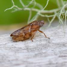 Attēlu rezultāti vaicājumam “Aphrophora nymph”