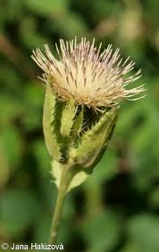 Attēlu rezultāti vaicājumam “Cirsium oleraceum flower”