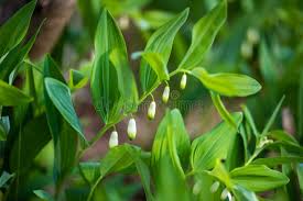 Attēlu rezultāti vaicājumam “Polygonatum odoratum bud”