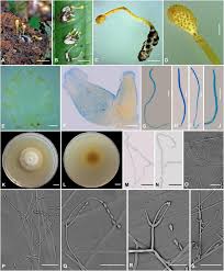 Attēlu rezultāti vaicājumam “Cordyceps polyarthra”