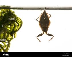 Attēlu rezultāti vaicājumam “Nepa cinerea imago”