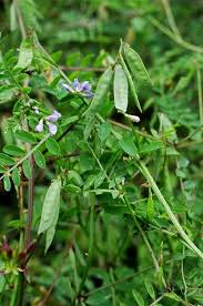 Attēlu rezultāti vaicājumam “Vicia”