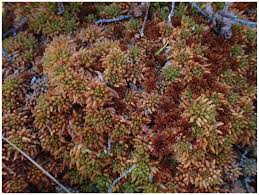 Attēlu rezultāti vaicājumam “Sphagnum balticum”