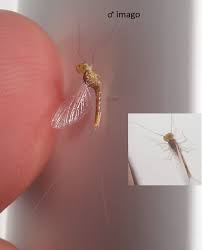 Attēlu rezultāti vaicājumam “Bolitophagus reticulatus imago”