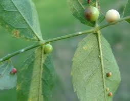 Attēlu rezultāti vaicājumam “Diplolepis eglanteriae”