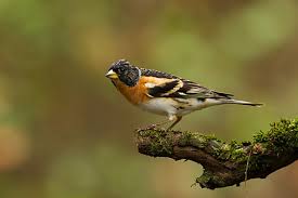 Attēlu rezultāti vaicājumam “Fringilla montifringilla male”