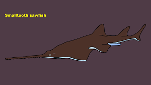 Image result for Pristis pectinata