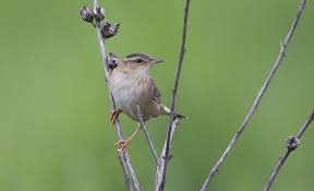 Image result for Locustella certhiola