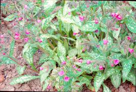 Attēlu rezultāti vaicājumam “Pulmonaria saccharata leaf”