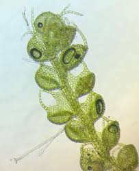 Attēlu rezultāti vaicājumam “Nowellia curvifolia”