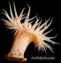 Sea anemones: Actiniaria.