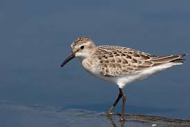 Image result for Calidris pusilla