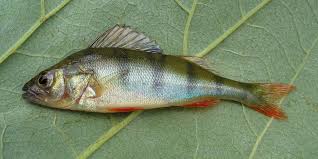 Image result for Perca fluviatilis