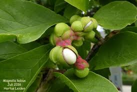 Attēlu rezultāti vaicājumam “Magnolia kobus fruit”