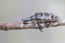 Attēlu rezultāti vaicājumam “Rhagium inquisitor”