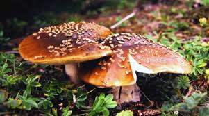 Attēlu rezultāti vaicājumam “Amanita regalis”