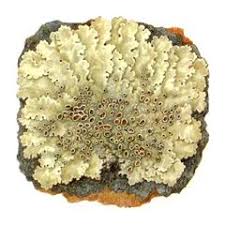 Attēlu rezultāti vaicājumam “Lobaria amplissima”