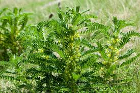 Attēlu rezultāti vaicājumam “Astragalus arenarius leaf”