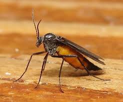 Attēlu rezultāti vaicājumam “Sciaridae”