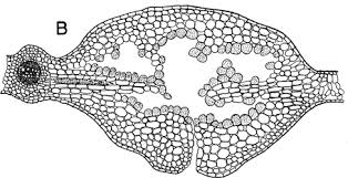Attēlu rezultāti vaicājumam “Cystiphora sanguinea larva”