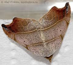 Attēlu rezultāti vaicājumam “Laspeyria flexula”