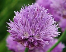 Attēlu rezultāti vaicājumam “Allium schoenoprasum flower”