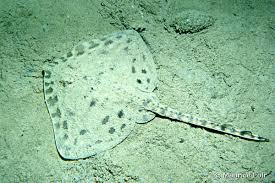 Image result for Raja montagui