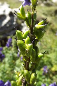 Attēlu rezultāti vaicājumam “Aconitum napellus bud”