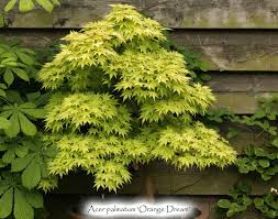 Image result for Acer palmatum `Orange Dream`